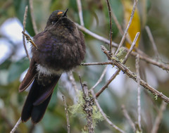 Chalcostigma stanleyi