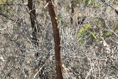 Bursera esparzae