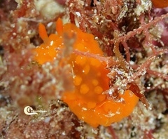 Doriopsilla pelseneeri