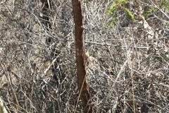 Bursera esparzae