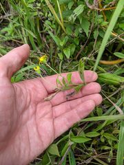 Arnica amplexicaulis