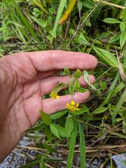 Arnica amplexicaulis