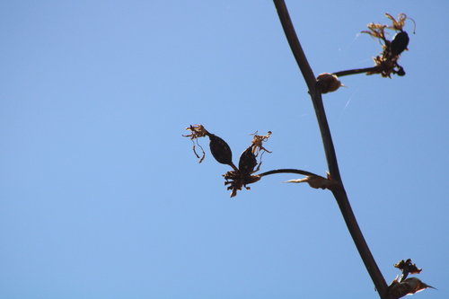 Agave potatorum