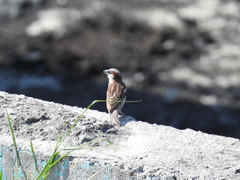 Passer domesticus