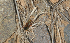 Liris haemorrhoidalis