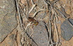 Liris haemorrhoidalis