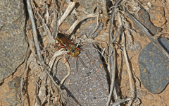 Liris haemorrhoidalis