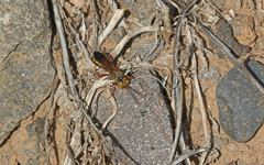 Liris haemorrhoidalis