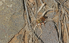 Liris haemorrhoidalis