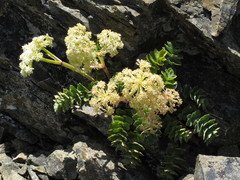 Anisotome pilifera