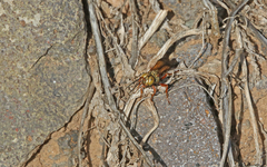 Liris haemorrhoidalis