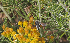 Thyreus histrionicus