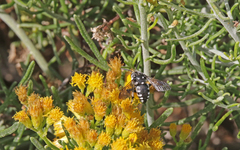 Thyreus histrionicus