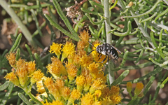 Thyreus histrionicus