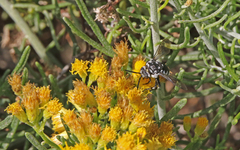 Thyreus histrionicus