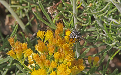 Thyreus histrionicus