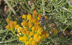 Thyreus histrionicus