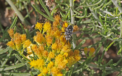 Thyreus histrionicus