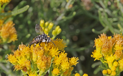 Thyreus histrionicus