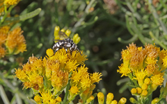 Thyreus histrionicus