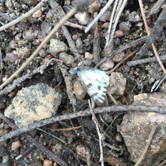 Pontia sisymbrii