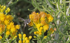 Thyreus histrionicus