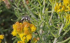 Thyreus histrionicus