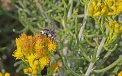 Thyreus histrionicus