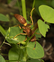 Polistes dominicus