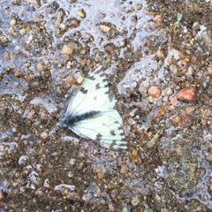 Pontia sisymbrii