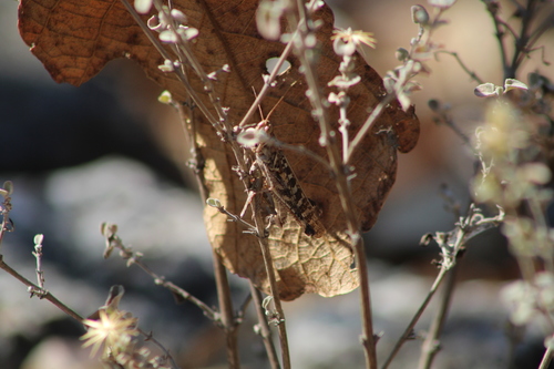 Gafanhoto (Rhammatocerus spp.)