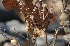 Gafanhoto (Rhammatocerus spp.)