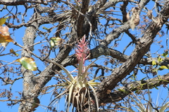 Tillandsia bourgaei