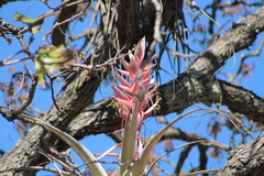 Tillandsia bourgaei