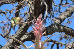 Tillandsia bourgaei