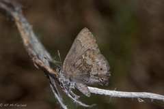 Callophrys irus