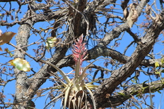Tillandsia bourgaei