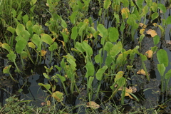 Limnocharis