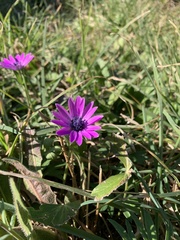 Anemone hortensis