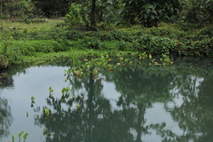 Limnocharis