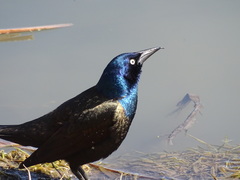 Quiscalus quiscula versicolor