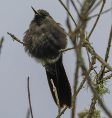 Chalcostigma stanleyi