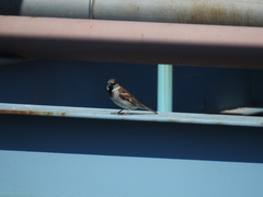Passer domesticus