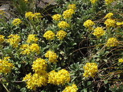 Brachyglottis revoluta