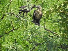 Quiscalus mexicanus