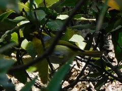 Abroscopus schisticeps