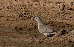 Turtur abyssinicus