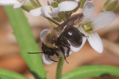 Andrena carlini