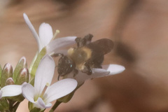 Andrena carlini