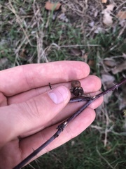 Diplolepis variabilis